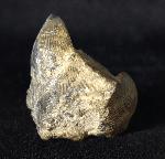 Syringothyris cf. cuspidata (MARTIN 1796) - Bild © FossNet FossilienStore